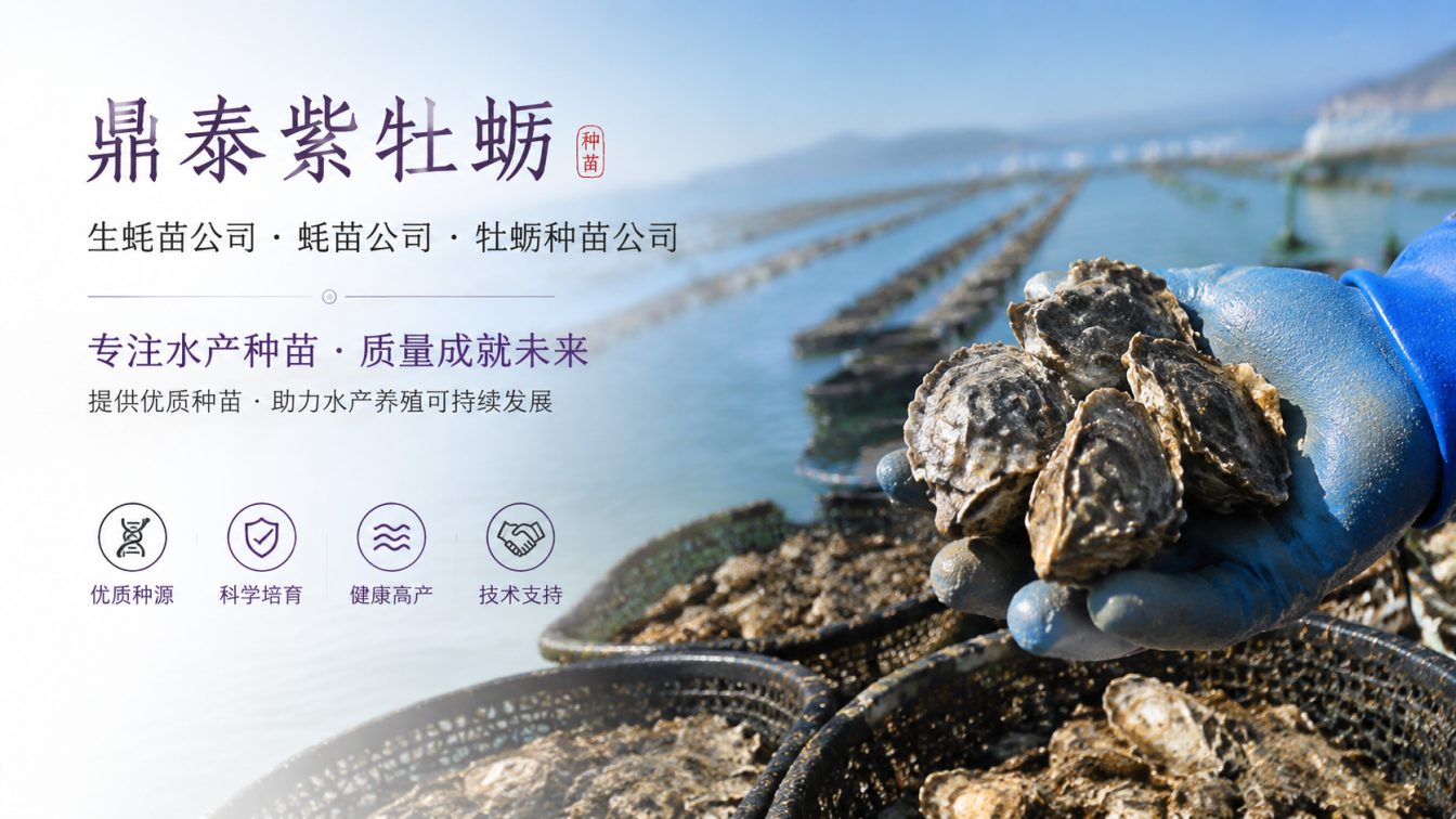 铜陵为南北养殖场提供三倍体生蚝苗方案